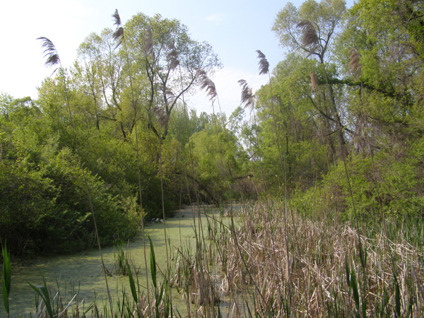 Point_Pelee_-_May_21_2007_0020.jpg