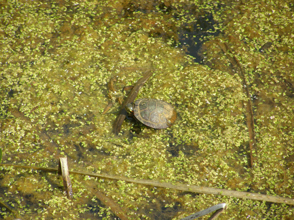 Point_Pelee_-_May_21_2007_0030.jpg