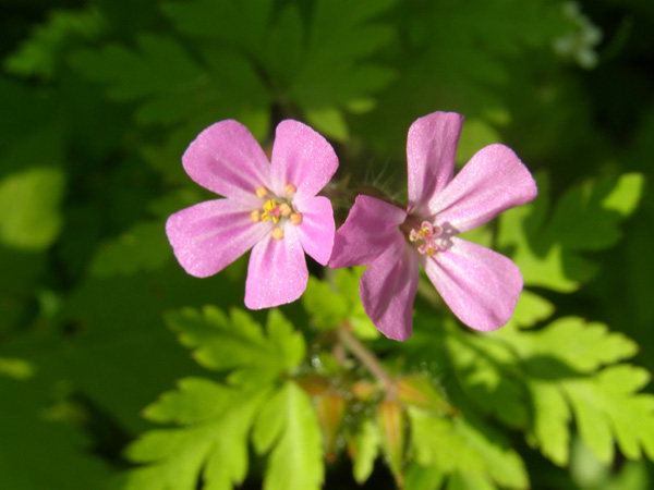 Point_Pelee_-_May_21_2007_0230.jpg