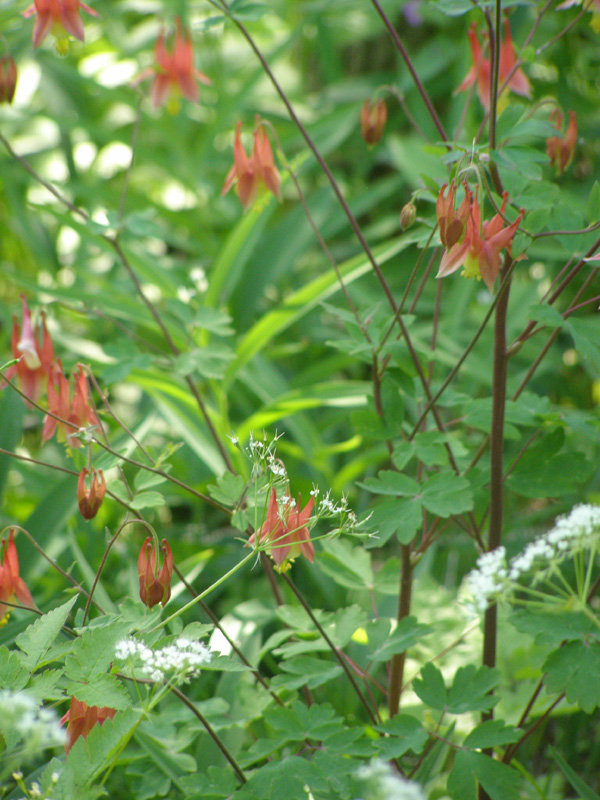 Point_Pelee_-_May_21_2007_0290.jpg