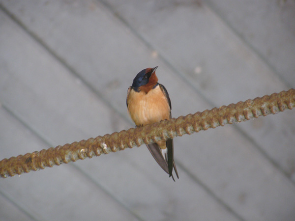 Point_Pelee_-_May_21_2007_0510.jpg