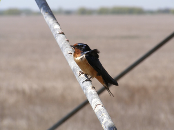 Point_Pelee_May_14_2007_0160.jpg