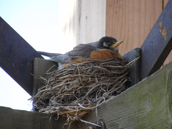 Point_Pelee_May_14_2007_0210.jpg