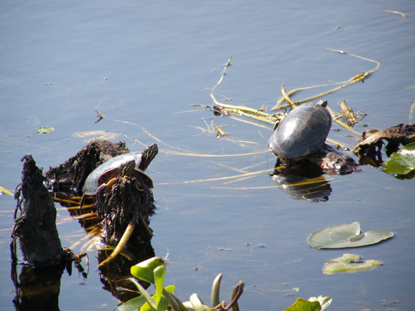 Point_Pelee_May_14_2007_0300.jpg