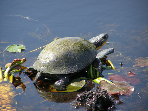 Point_Pelee_May_14_2007_0330.jpg