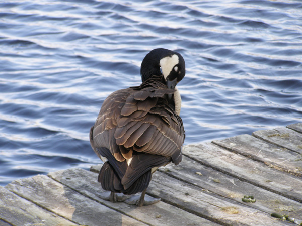 Point_Pelee_May_14_2007_0430.jpg