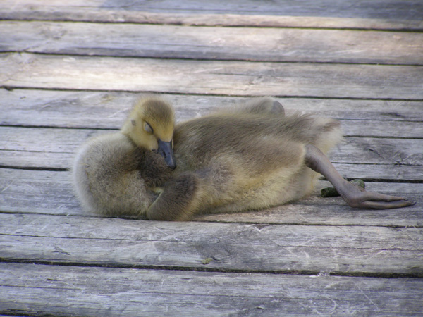 Point_Pelee_May_14_2007_0440.jpg