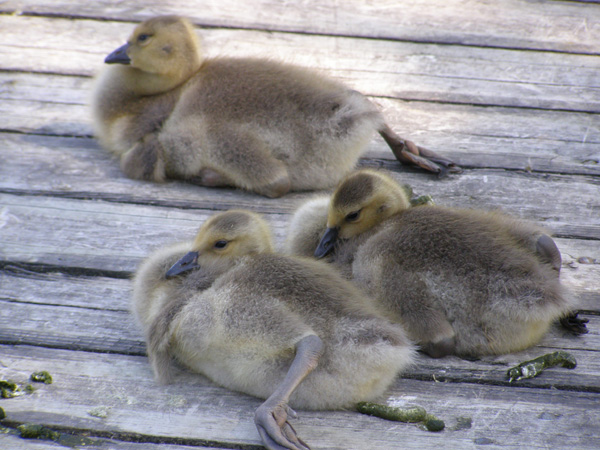 Point_Pelee_May_14_2007_0450.jpg