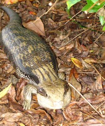 BlueTongue3.jpg