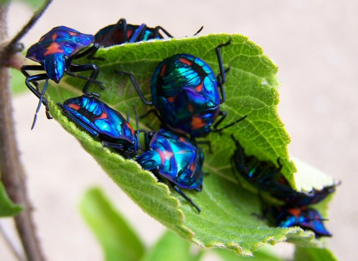JewelBeetle1.jpg