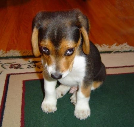 Sorrydog.jpg