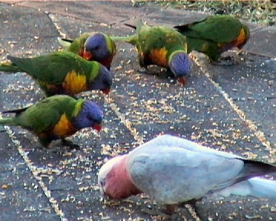 DVgalahs-and-lorries.jpg