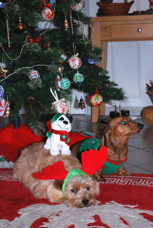 XmasP2009.jpg
