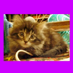 my-kitty.jpg