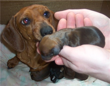 Puppies_024.jpg