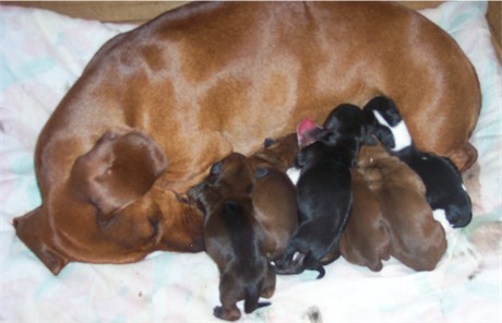 Puppies_026.jpg