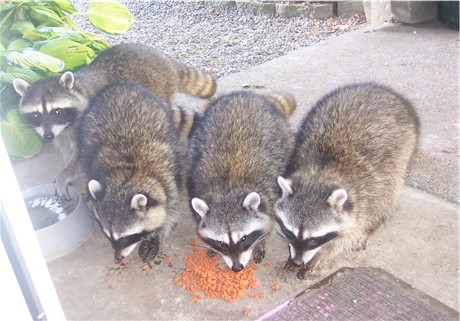 raccoons_012.jpg