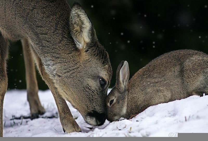 Bambi-01.jpg