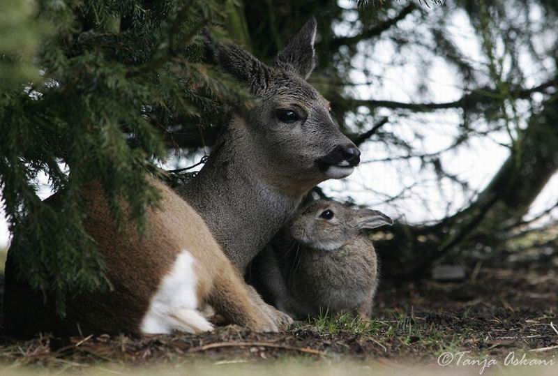 Bambi-06.jpg