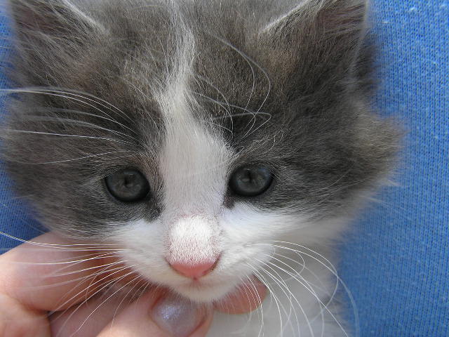 Barn-kitty-03-1.JPG