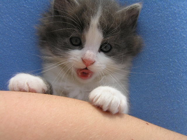 Barn-kitty-04-1.JPG