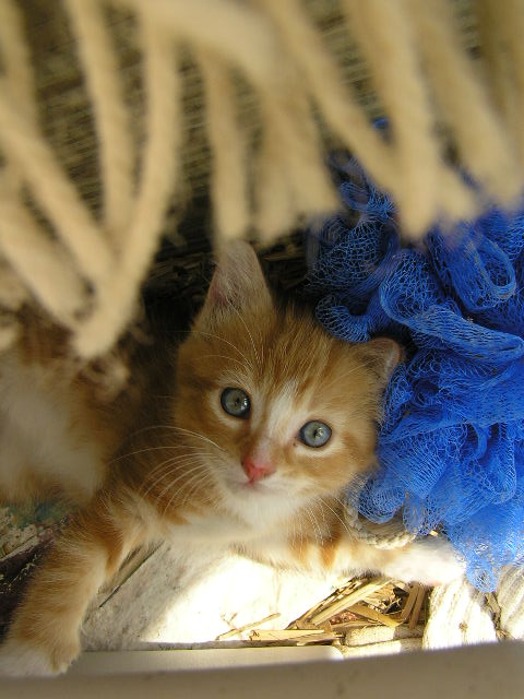 Barn-kitty-07-1.JPG