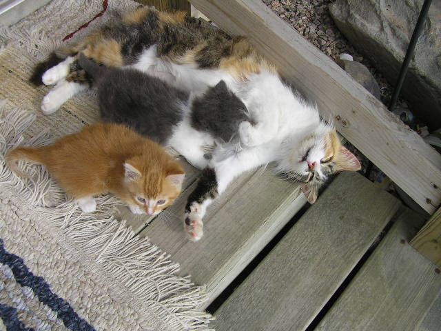 Barn-kitty-momma-02-1.JPG