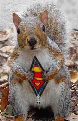 Funny_supersquirrel.jpg