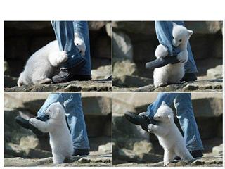 PolarBearAttack.jpg