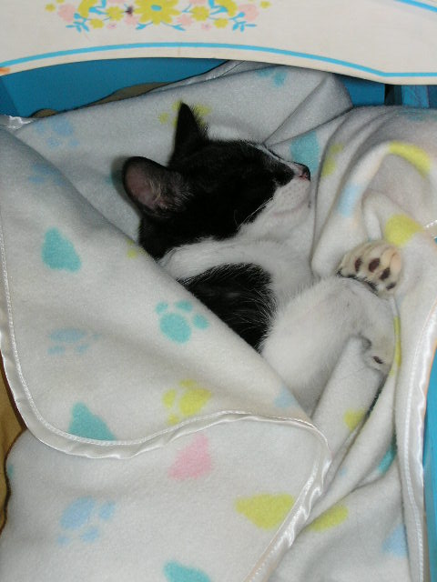 Shamu-kitty-sleeping-1.JPG