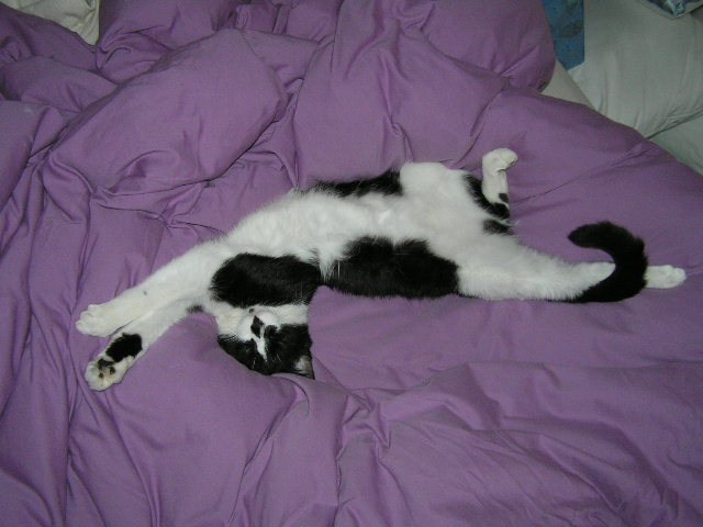 Shamu-on-quilt02-1.JPG