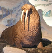 walrus_profile.jpg