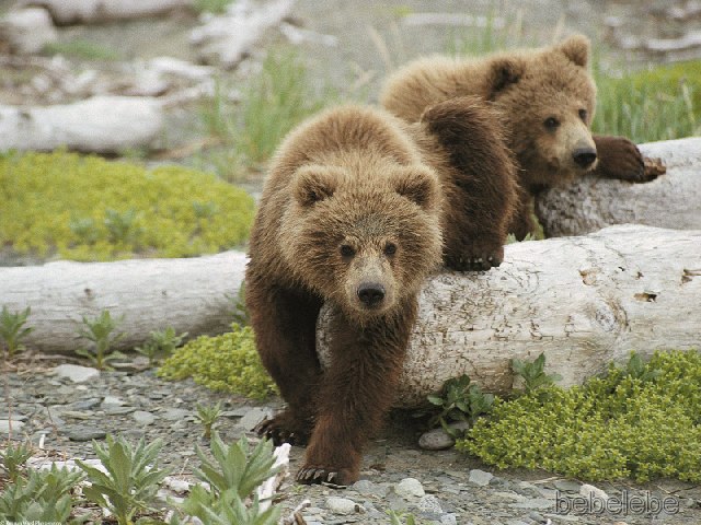 Alaskan-Playtime-Brown-Bear-Cubs.jpg