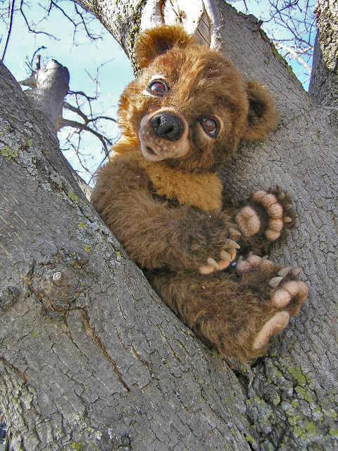 BEAR-in-tree2.jpg