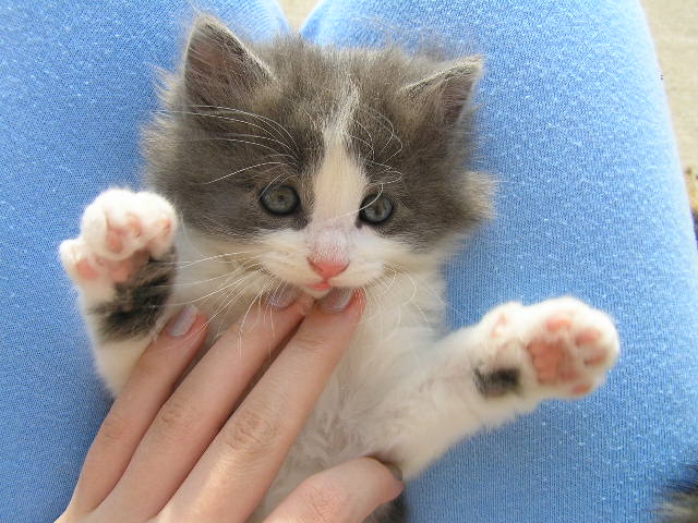 Barn-kitty-01-1.JPG