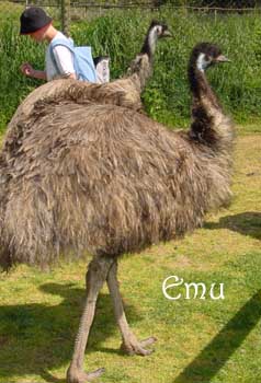 Emu.jpg