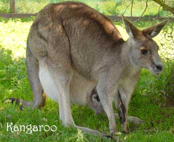 Kangaroo.jpg