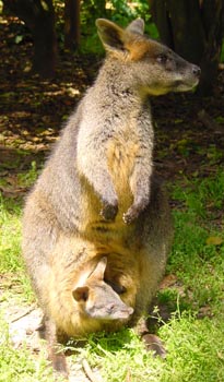 Wallaby.jpg