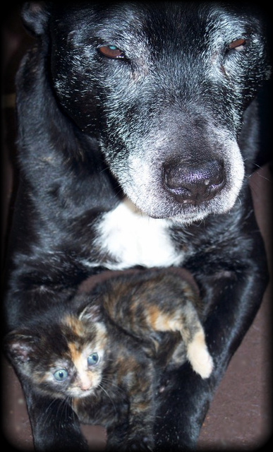 hannahandkittie0021.jpg