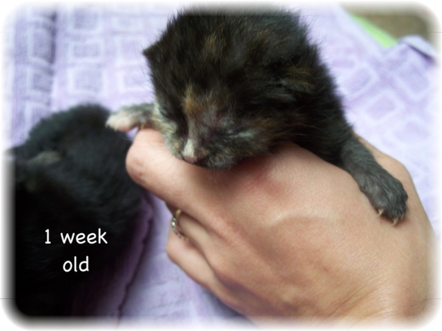 kitties1weekold0141.jpg