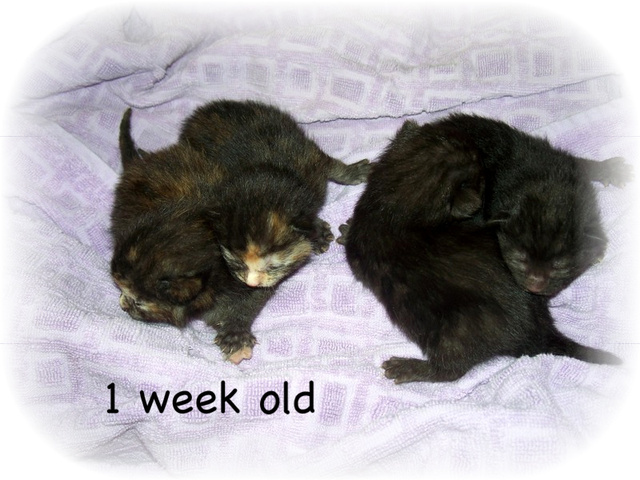 kitties1weekold0481.jpg
