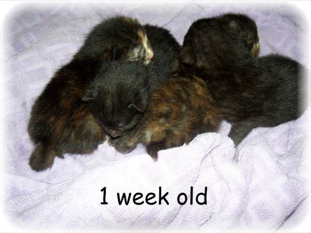 kitties1weekold0522.jpg