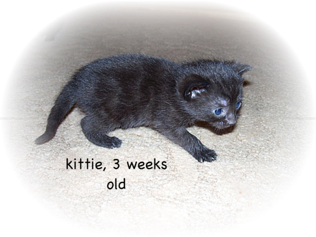kitties3weeksold0291.jpg