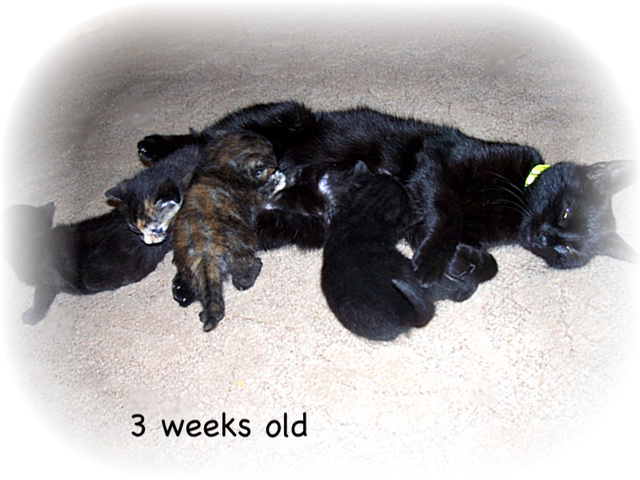 kitties3weeksold0451.jpg
