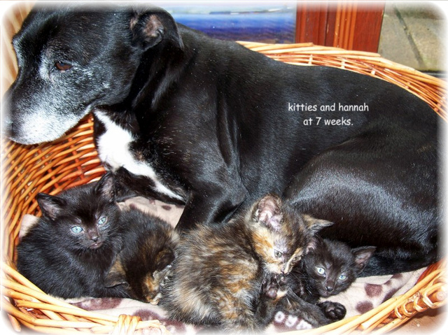 kitties6weeks0031.jpg