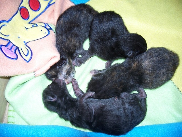 minniesbabs0571.jpg