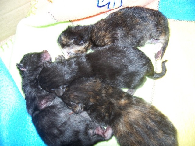minniesbabs0621.jpg