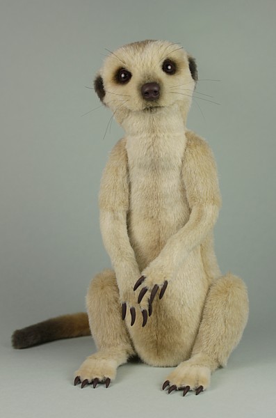 meerkat1231.jpg