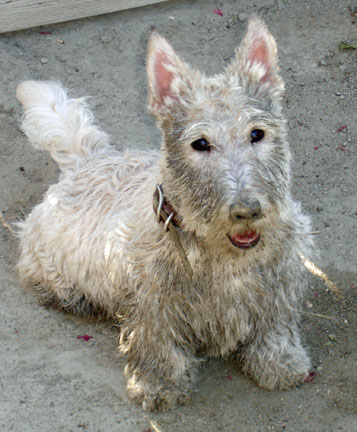 Muddy_Maisie1a.jpg