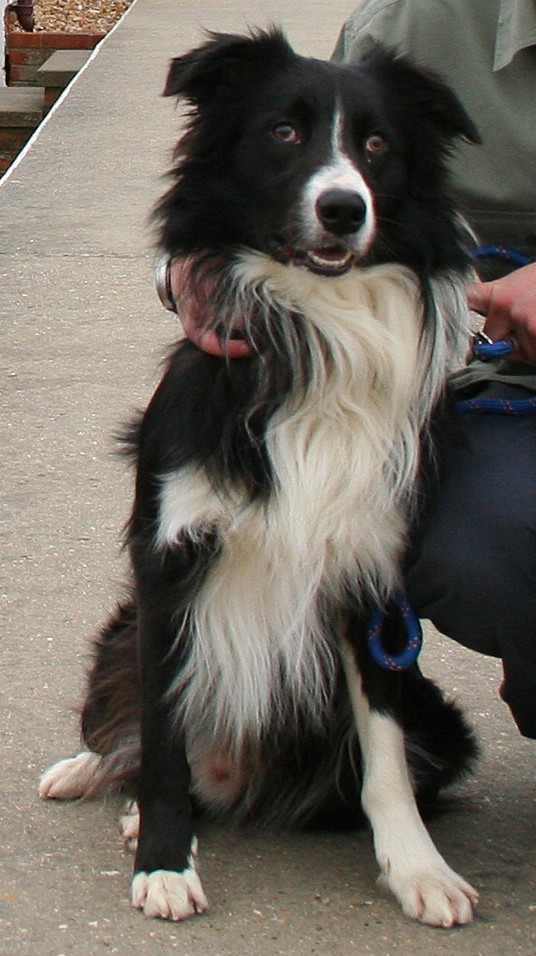 seb-flash-dog.JPG